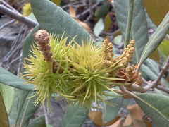 Chrysolepis sempervirens