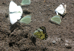 Belenois creona severina