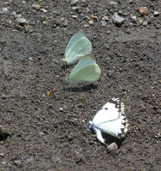 Belenois creona severina