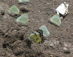 Belenois creona severina