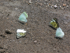 Belenois creona severina