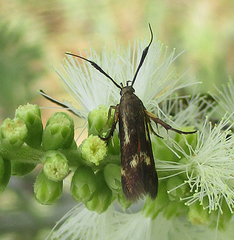 Eretmocera fuscipennis