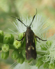 Eretmocera fuscipennis