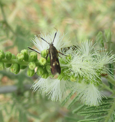 Eretmocera fuscipennis