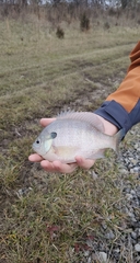 Lepomis macrochirus macrochirus