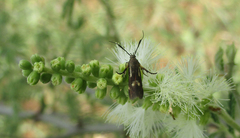 Eretmocera fuscipennis