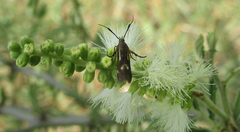 Eretmocera fuscipennis