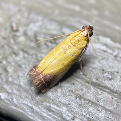 Nephopterix chryserythra