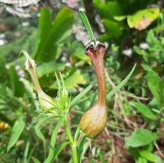Ceropegia mahabalei