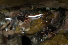 Halotydeus hydrodromus