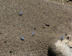 Calomera alboguttata