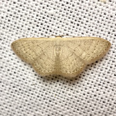 Idaea uniformis