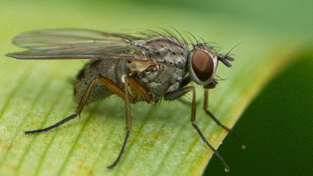 Coenosia testacea