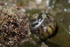 Steromphala umbilicalis