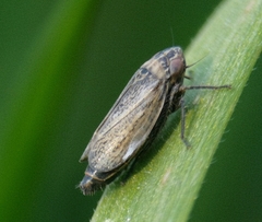 Euscelis incisus