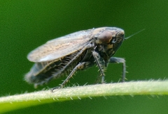 Euscelis incisus
