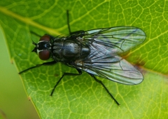 Hydrotaea dentipes