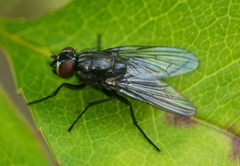 Hydrotaea dentipes