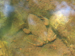 Lithobates zweifeli