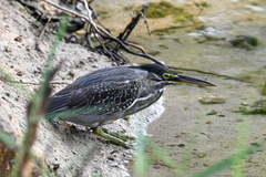 Butorides striata