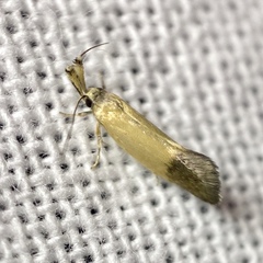 Eremnozona straminea