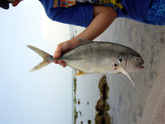 Caranx caninus