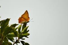 Charaxes marmax