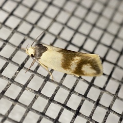 Antipterna trilicella