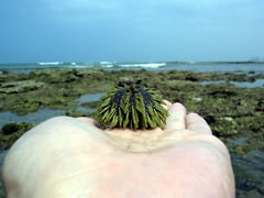 Lytechinus semituberculatus
