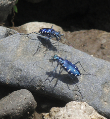 Calomera alboguttata