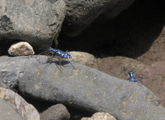 Calomera alboguttata