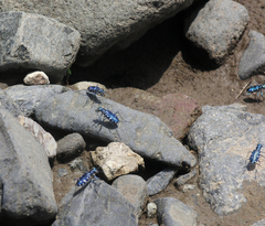 Calomera alboguttata