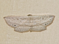 Hyposada hydrocampata