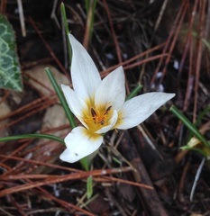 Crocus hyemalis
