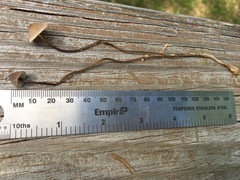 Mycena alcalina