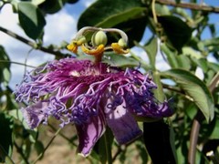 Passiflora cincinnata