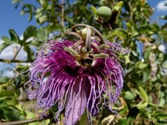 Passiflora cincinnata
