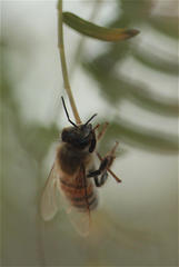 Apis mellifera