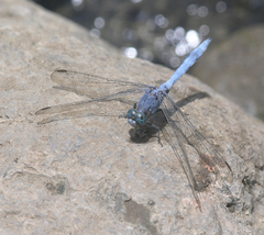 Orthetrum chrysostigma