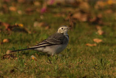 Motacilla alba