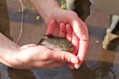 Enneacanthus gloriosus