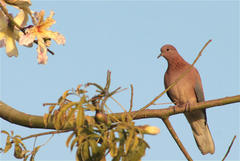 Streptopelia senegalensis