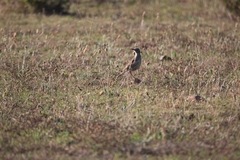 Certhilauda curvirostris brevirostris