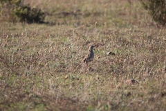 Certhilauda curvirostris brevirostris