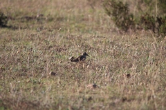 Certhilauda curvirostris brevirostris