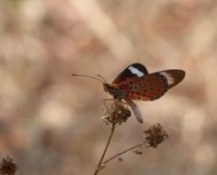 Acraea rhodesiana