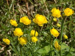 Trollius europaeus