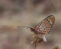 Acraea rhodesiana