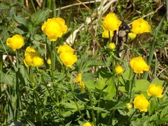 Trollius europaeus