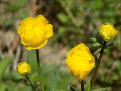 Trollius europaeus